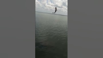 Câu cá biển - cá nâu (p58) #shorts #cauca