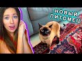 ПРИЮТИЛИ КОШКУ НОВЫЙ ПИТОМЕЦ Первый День Дома Сиамская Кошка Дубай | Elli Di Pets