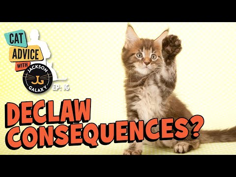 Video: Jaký Je Nejlepší Vrh Pro Declawed Cats?