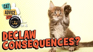 Declawed Cats: Playtime & Other Challenges