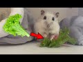 CUTE VIDEO! How does a hamster eat lettuce?🐹