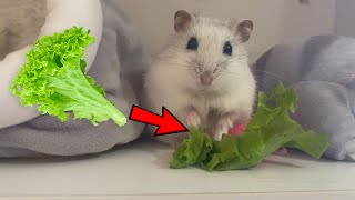 CUTE VIDEO! How does a hamster eat lettuce?🐹