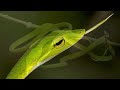ثعابين الكرمة Asian vine snakes Ahaetulla مع احمد الدكرونى mp3