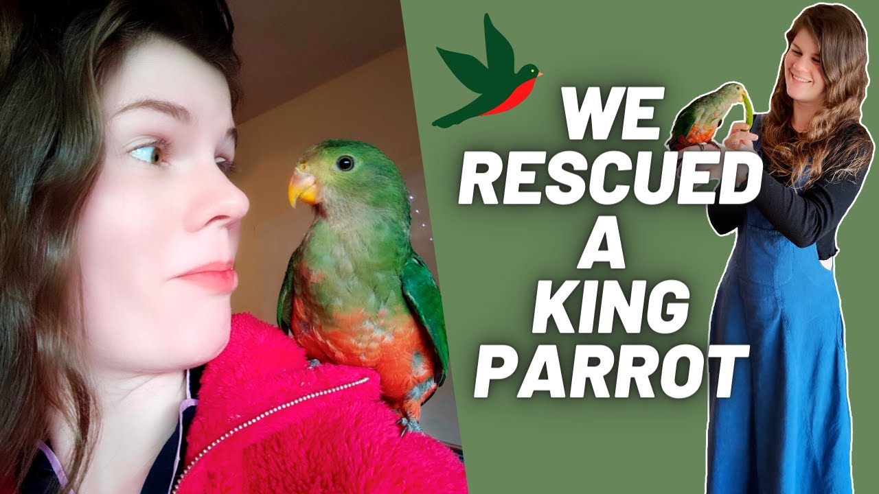 Saving A Wild King Parrot | Rescue, Rehabilitation & Release