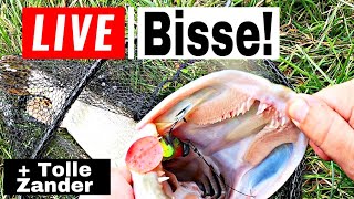 Angeln Auf Zander Und Hecht. Unfbar Tolle Fische.