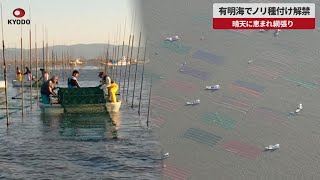 【速報】有明海でノリの種付け解禁 晴天に恵まれ網張り