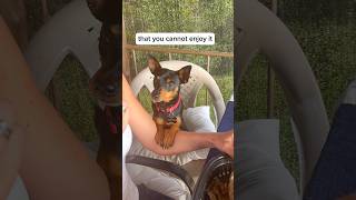 Miniature Pinscher watch me eating #funnydogs #miniaturepinscher#minpin #viralshorts #doglover #dog