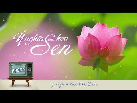 Video: Hoa sen là biểu tượng thiêng liêng của sự tinh khiết và sự sống