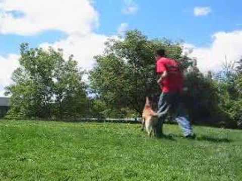 dog-training-school---sit-means-sit-dog-training-franchise