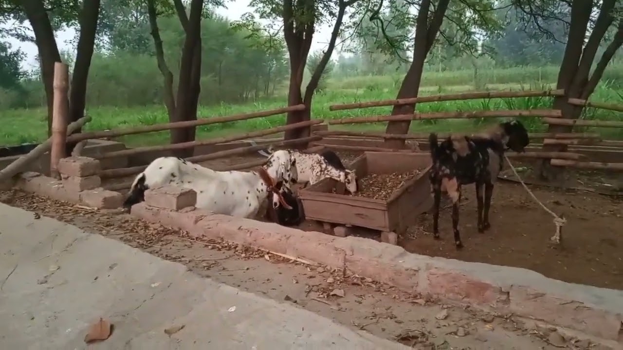 Cute Animals Family Vlog 