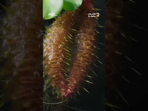 زنبق الماء العملاق