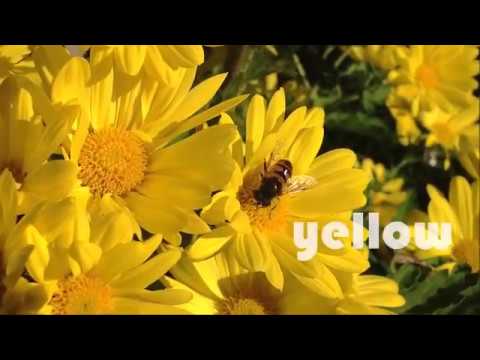 idiomium — los colores en inglés