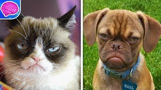 ZOOLAND 🐶 ANGRY DOG !!! 😡 🐕 🐩  Very Angry Dogs Compilation 2018 !!! Funny Animals  !!! 😊 😋 🍓
