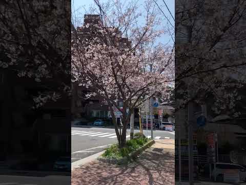 歩道の桜 #flowers #花 #まちづくり