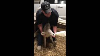 How to Bottle Feed a Calf That Has Not Learned to Suckle