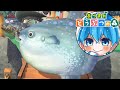 【超不正】あかさかの箱にとんでもないどっきり仕掛けたwwww【#あつまれどうぶつの森】【#あつ森】【パグ】