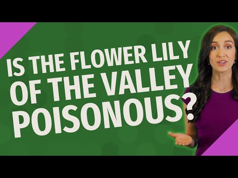 Video: Lilies of the valley: are these flowers poisonous?