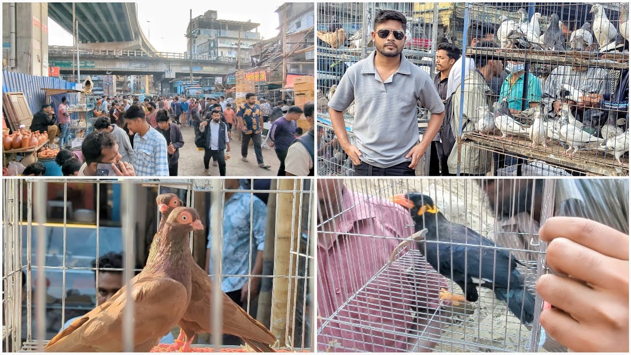 লাল কবুতর নিয়ে আসলাম চট্টগ্রামের বৃহত্তম কবুতর বাজার থেকে ❤️😊