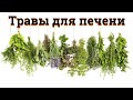 Травы восстанавливающие функцию печени.  OptiLiver