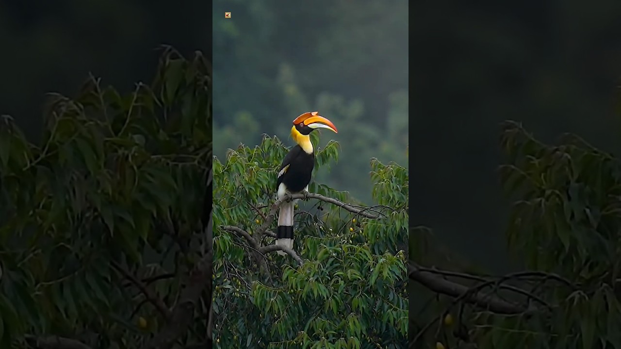 Great hornbill sound 🧡
