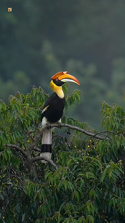 Suara burung rangkong yang bagus 🧡