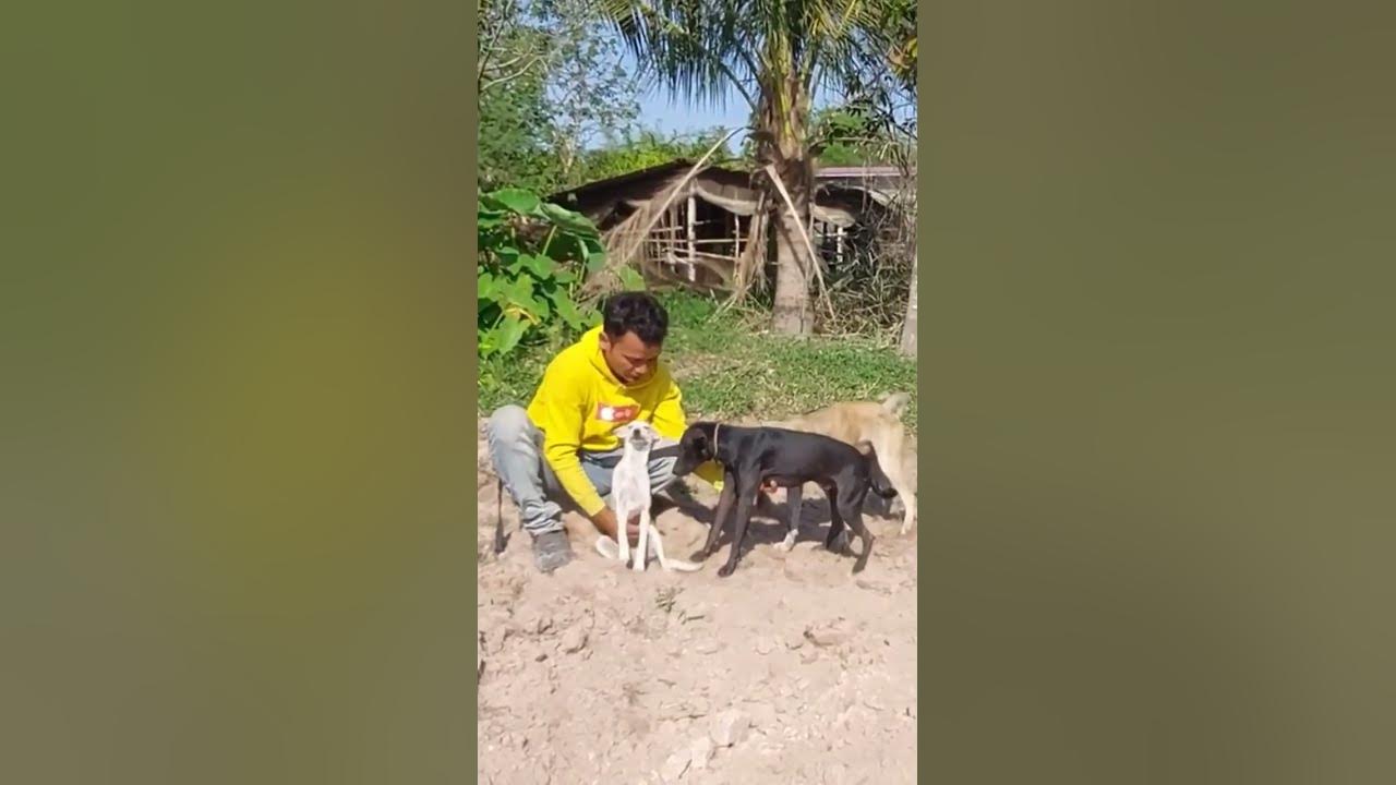 Get a dog breeder, fast, free of charge YouTube