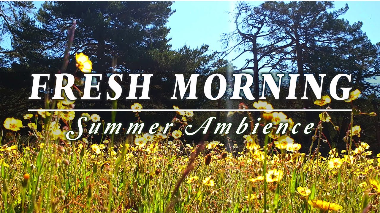 FRESH MORNING 🌾 SUMMER Ambience for Positive Energy 🌾 Healing Meadow Sounds Nature Meditation