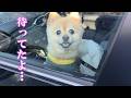 【お留守番】飼い主と数分ぶりに再会した愛犬の反応が感動的でした…