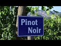 Капризный Пино Нуар Pinot Noir