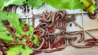 Counting The Millipedes Worms In This Morning 146 Worms | Millipedes | Sann Pisetha