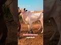 #khalidcattlefarm #apnashook #bakraeid #viralshorts