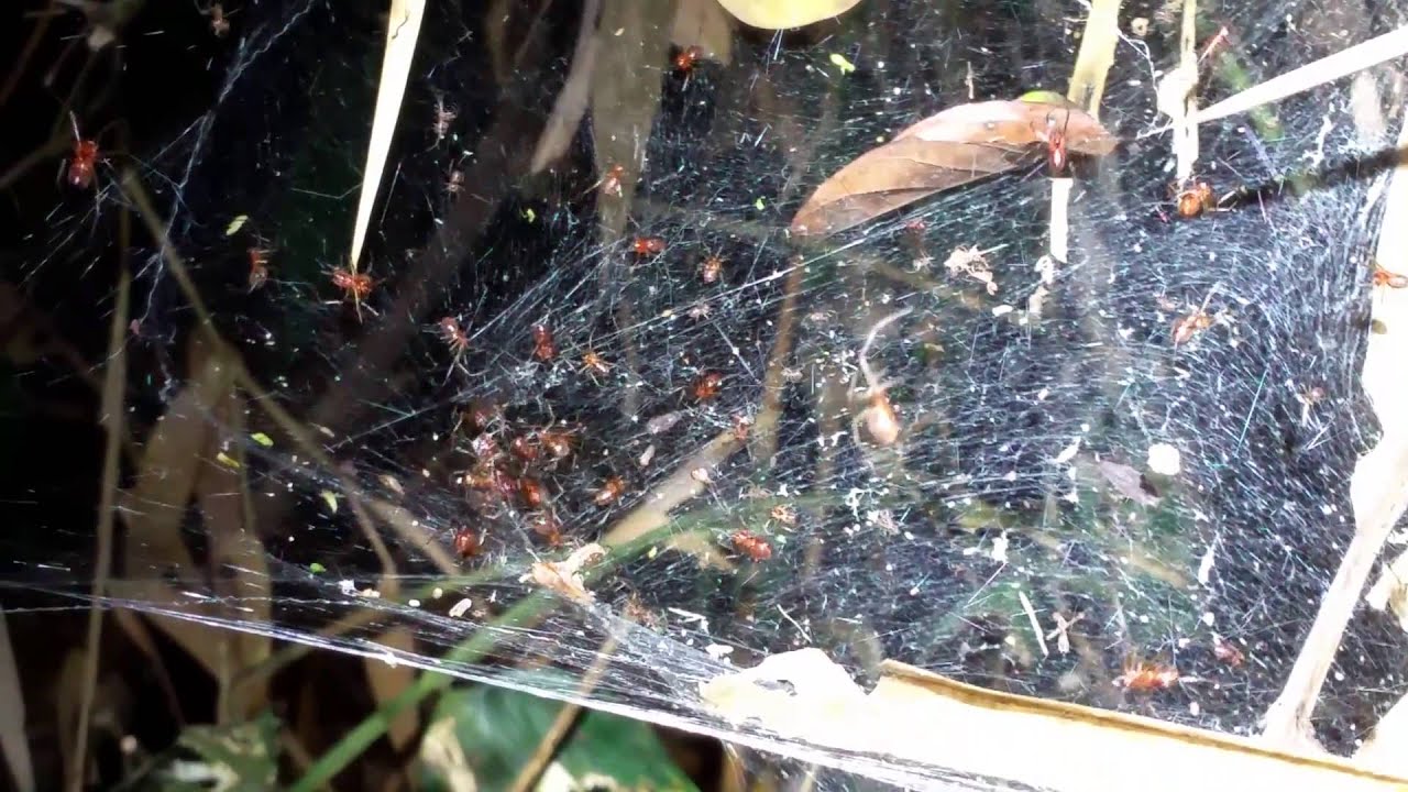 Spiders that hunt in groups synchronise their movement to catch prey