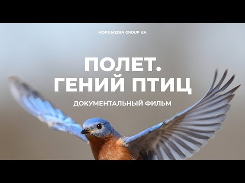 Полет: гений птиц. Документальный фильм | Мифы эволюции