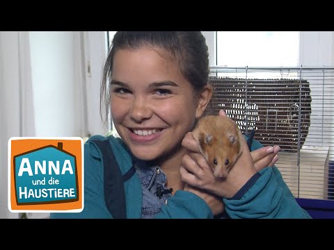 Video: Der komplette Leitfaden für Haustier-Mäuse