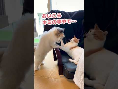 出来れば暴力やなくて寿司の方がええねんけど…【おしゃべりする猫】 #Shorts