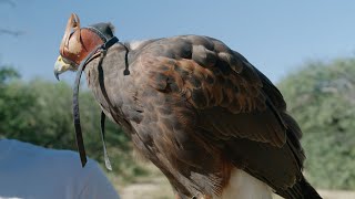 Falconry Hunt with Sky Island Falconry Experience in Tucson, Arizona