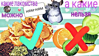 Лакомство для шиншилл