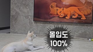 라이온킹 가장 슬픈 장면이 나오자...진돗개가 보인 반응은?