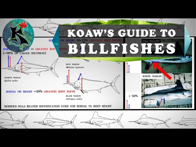 Identifying Billfishes (Marlins, Spearfishes, etc.) w/o Using Coloration