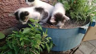 New homeless kitten's by world of stray meowing  647 views 7 months ago 1 minute, 36 seconds