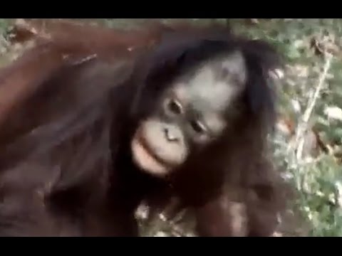 kawaii emoticons #01. So cute. Kid of orangutan.Tama Zoological Park.かわいい。オランウータンの子供。多摩動物公園。