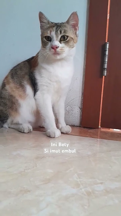 Bety betong #kucing #shortvideo #funny #trending #subscribe #shortsfeed #cats #shortsvideo #monkey