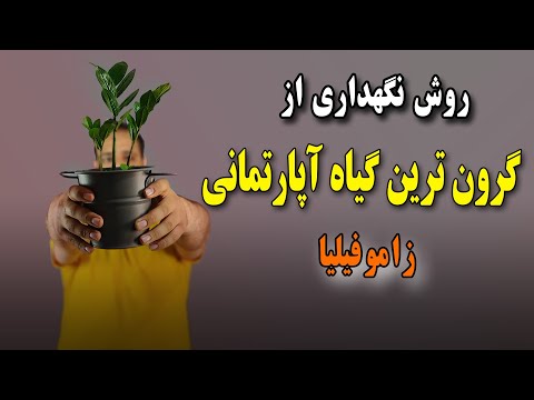 روش نگهداری گیاه زاموفیلیا