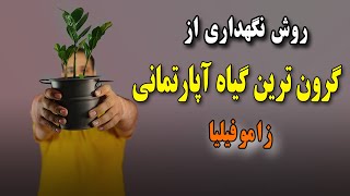 روش نگهداری گیاه زاموفیلیا