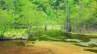 4K映像  絶景「新緑の上高地 田代湿原・田代池の清流 」 日本の美しい四季 長野県松本市 5月下旬 自然風景