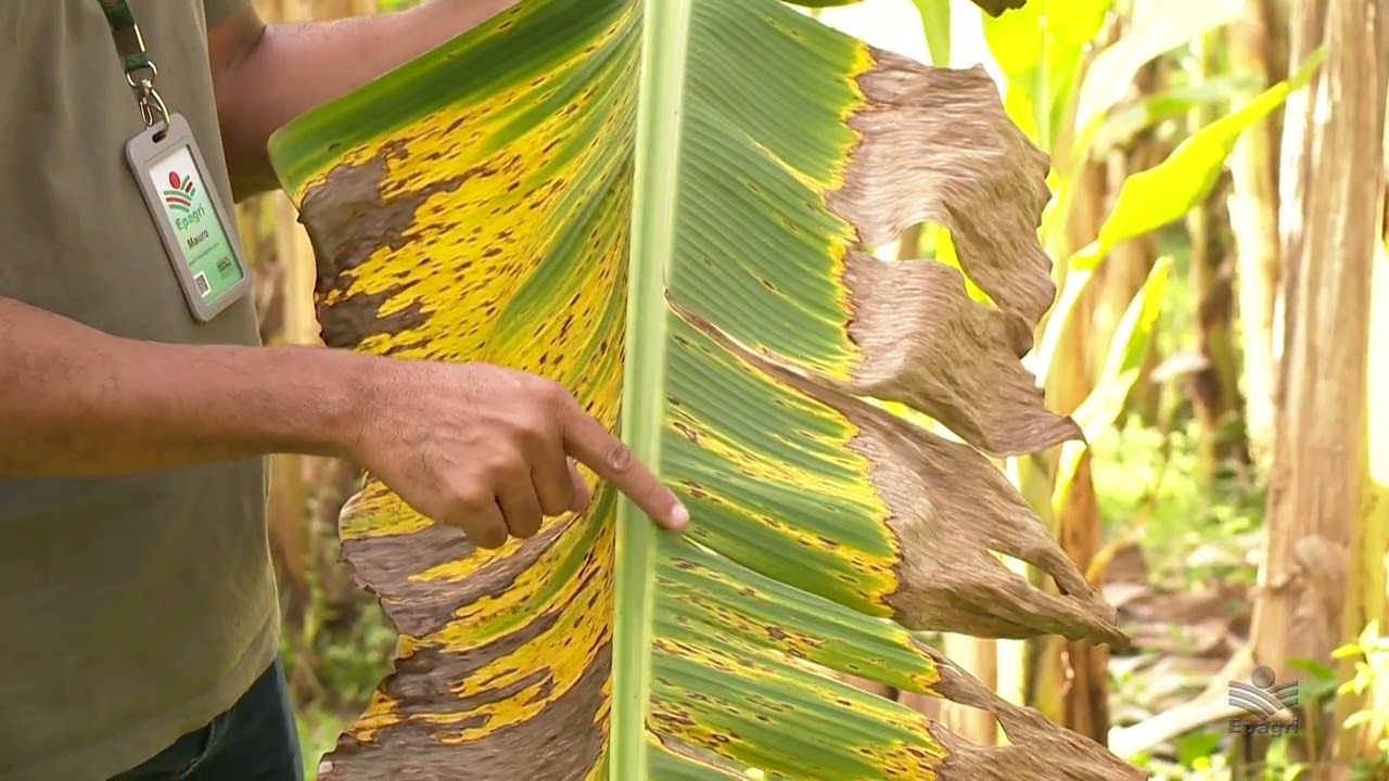 Dica Epagri: manejo da sigatoka amarela