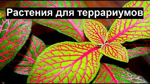 Растения для Палюдариумов