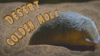 Desert Golden Mole