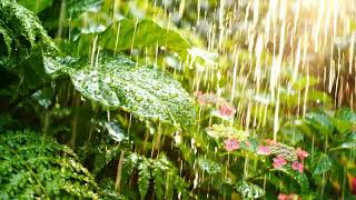 Summer Rain Shower #summer #rain #footage #relaxing #tropical #clouds #scenery #peaceful #landscape