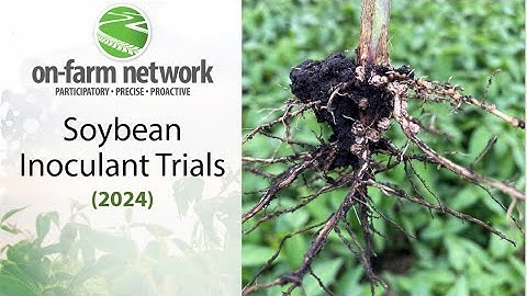 Soybean Inoculation Strategies: 2024 On-Farm Network Results